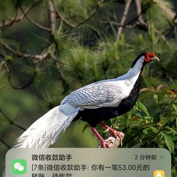 三丰子