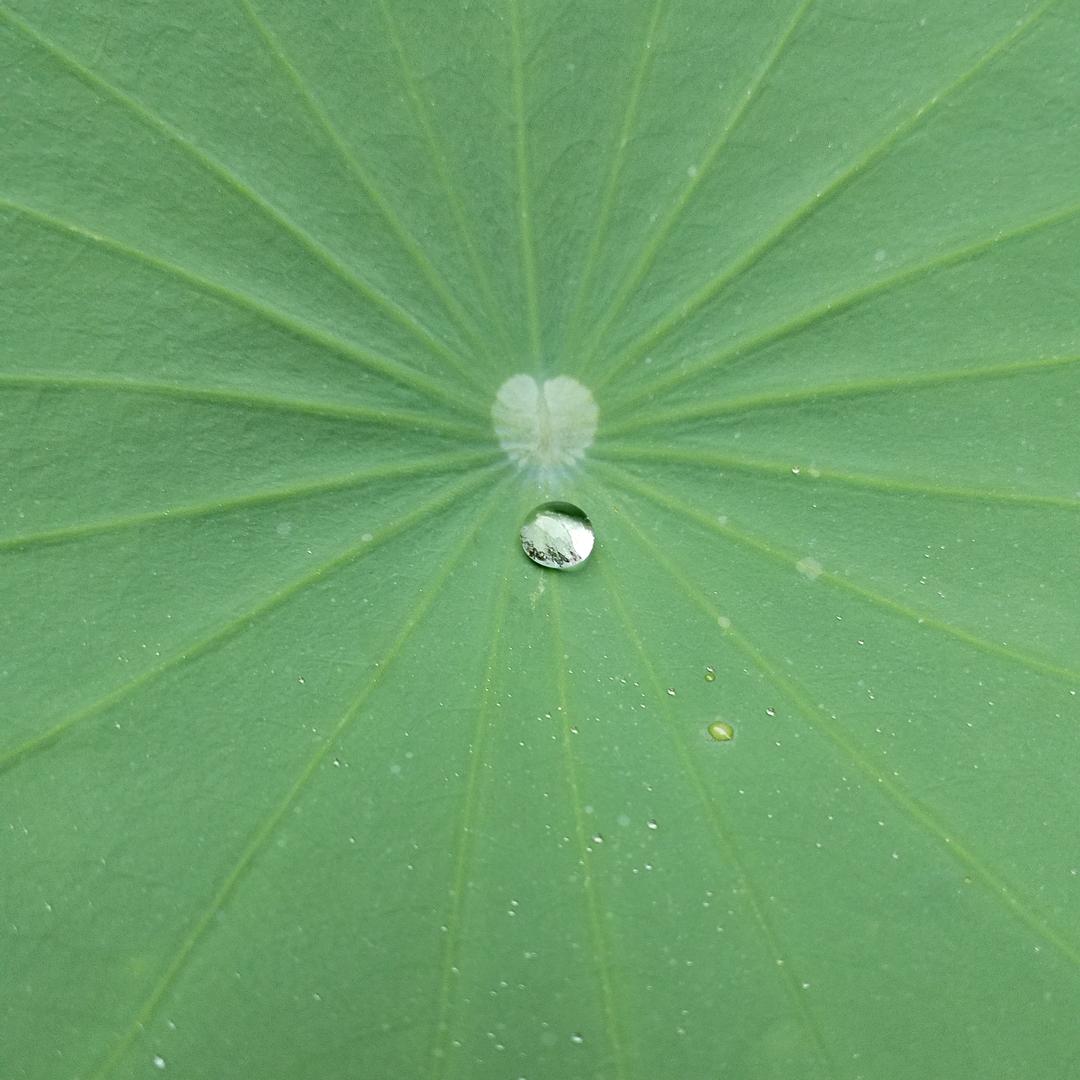 玄月