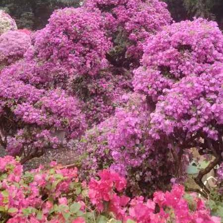 花🌸好月圆🌙