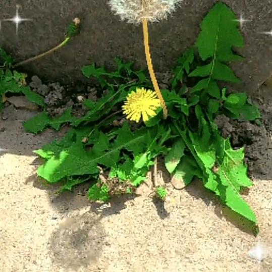 烟逢落花