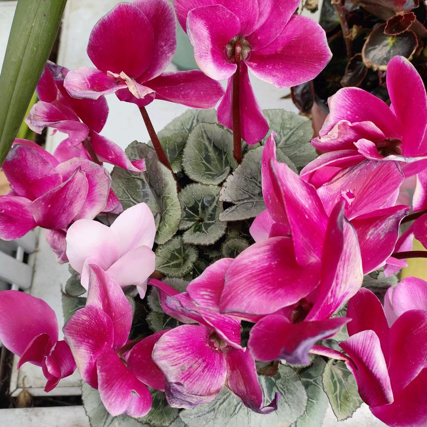 彬彬“”有“李”