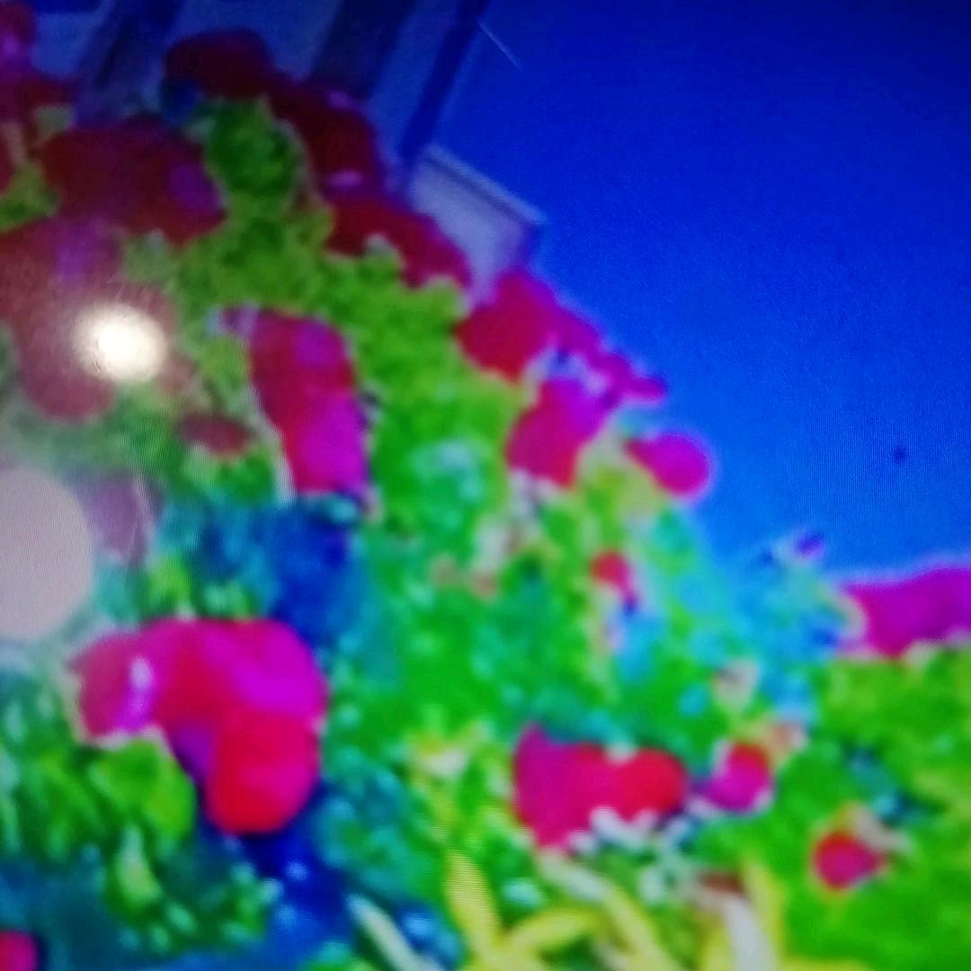 栀子花开