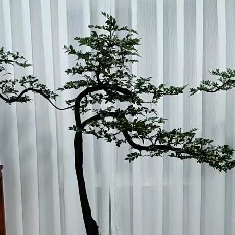 智翱