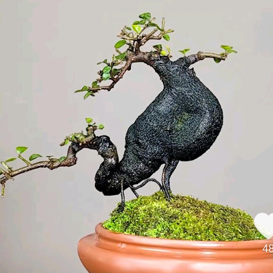 福艺盆景小院