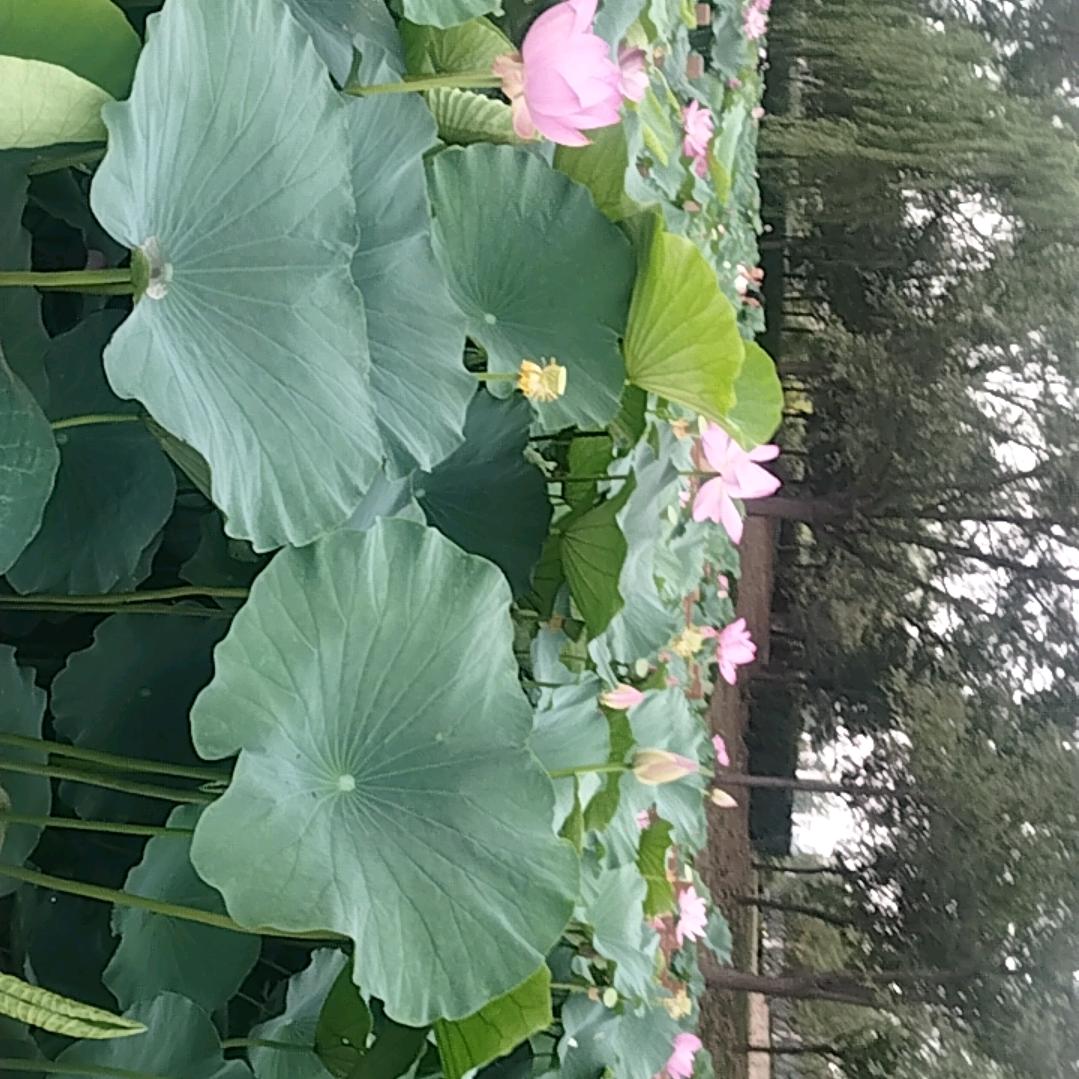 平安快乐