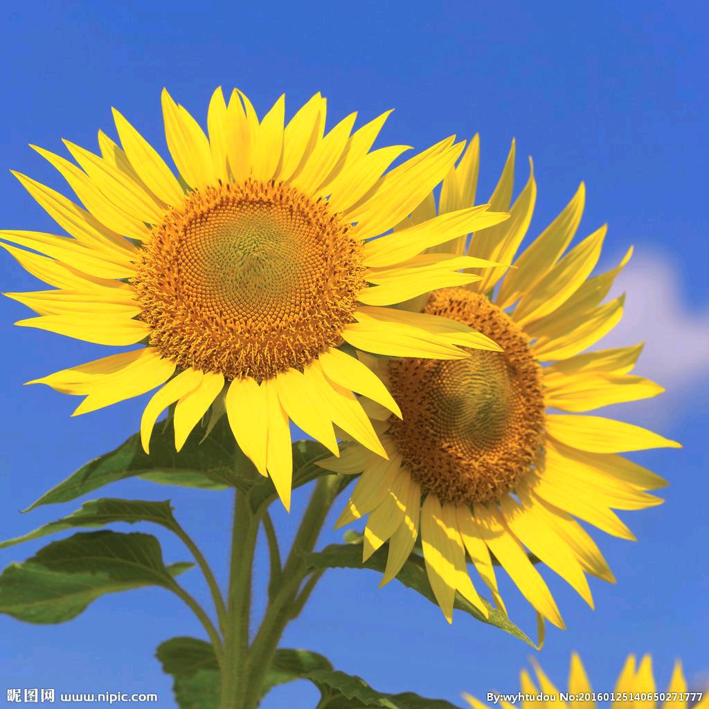 向日葵🌻🌻🌻（喜米）