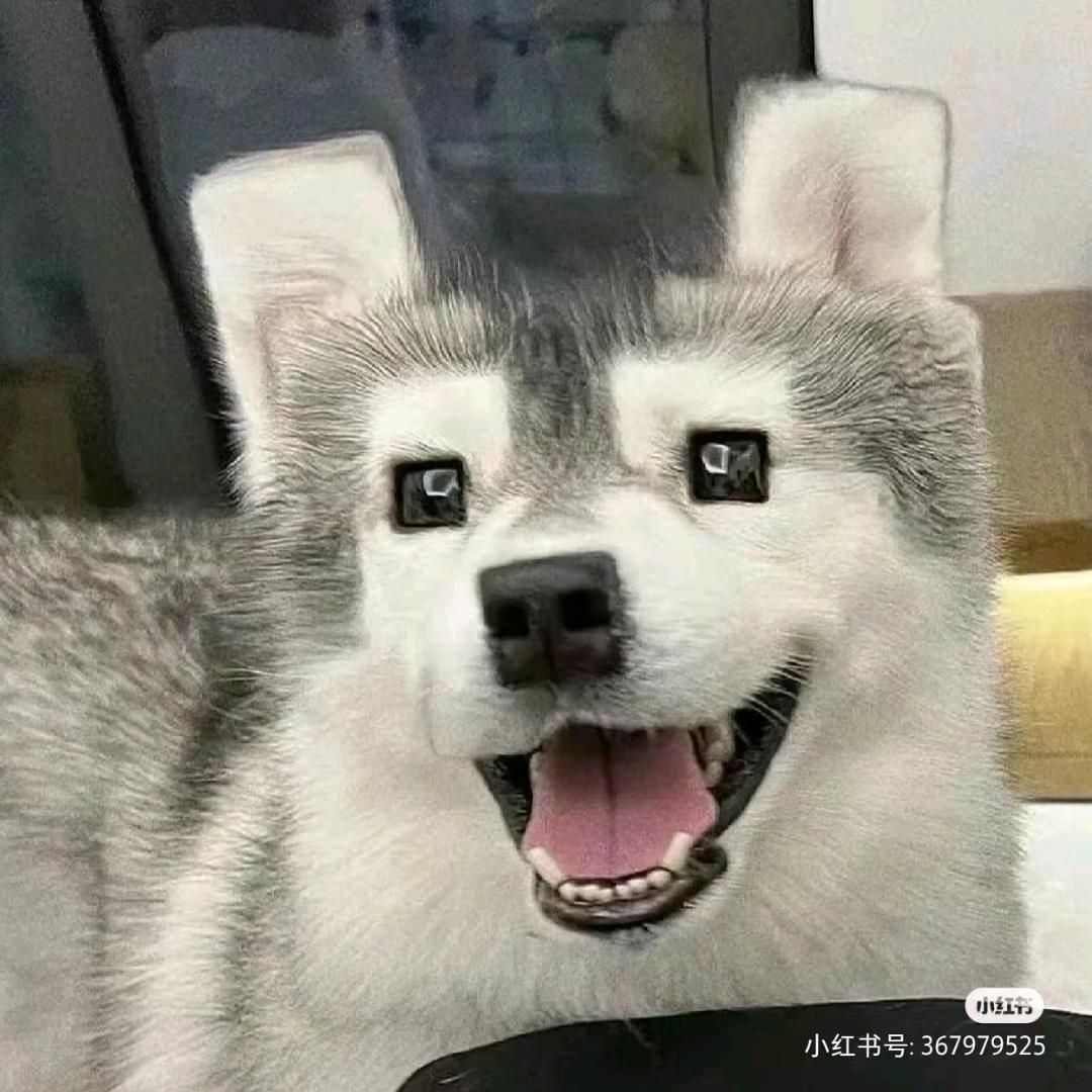 狗哥