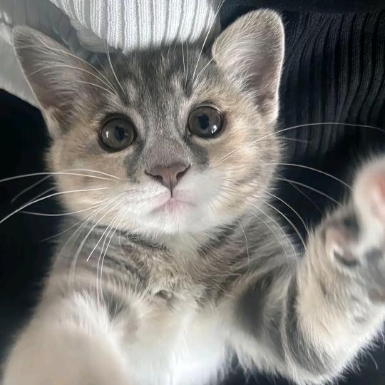 Audrey
