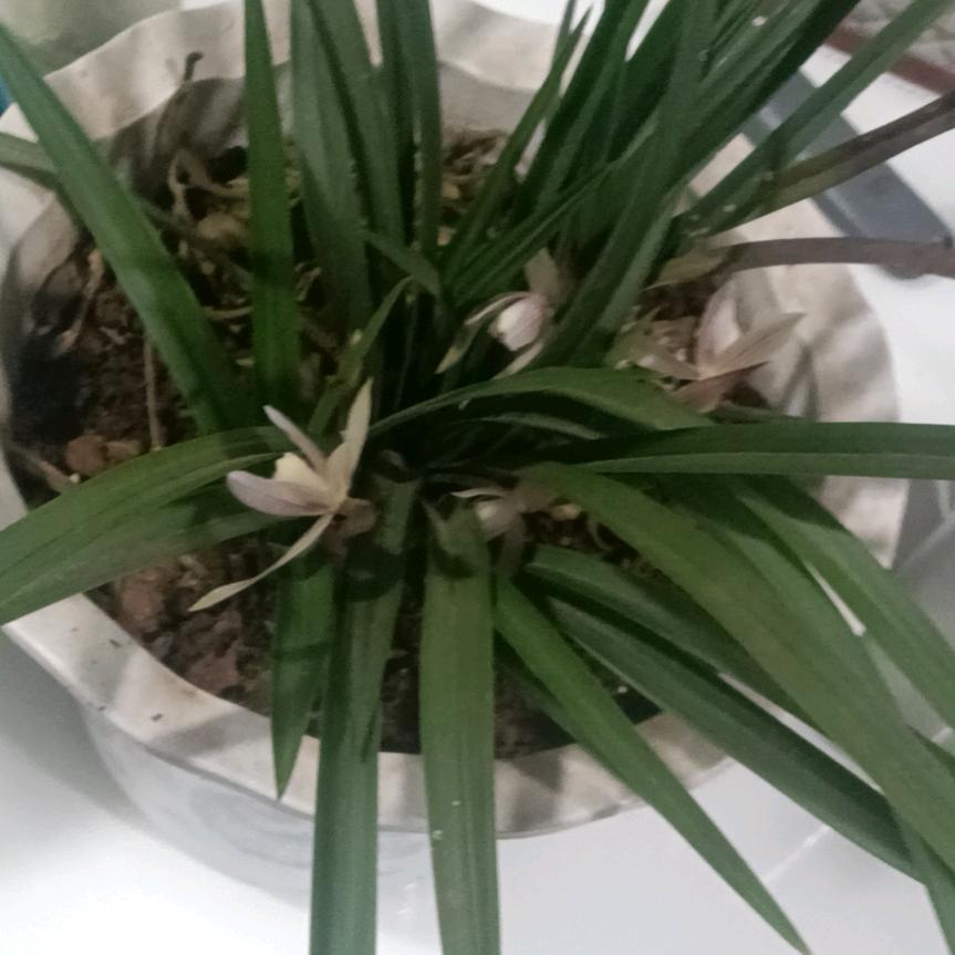 知足长乐（吕）