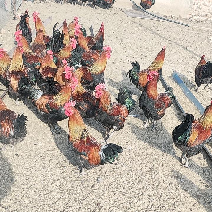 纯散养大公鸡（西雹水村村南）