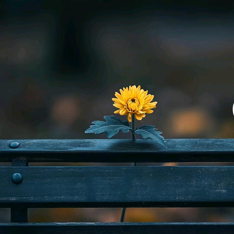 大明星