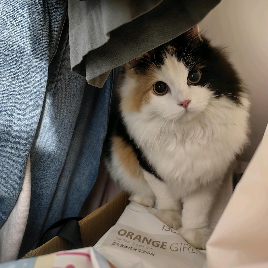 他们都叫我灬迪克