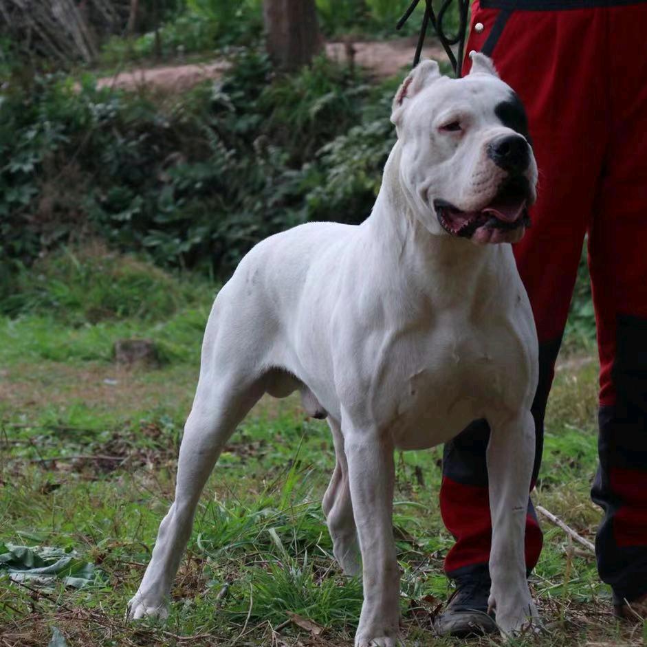 三味火犬舍《四川杜高》