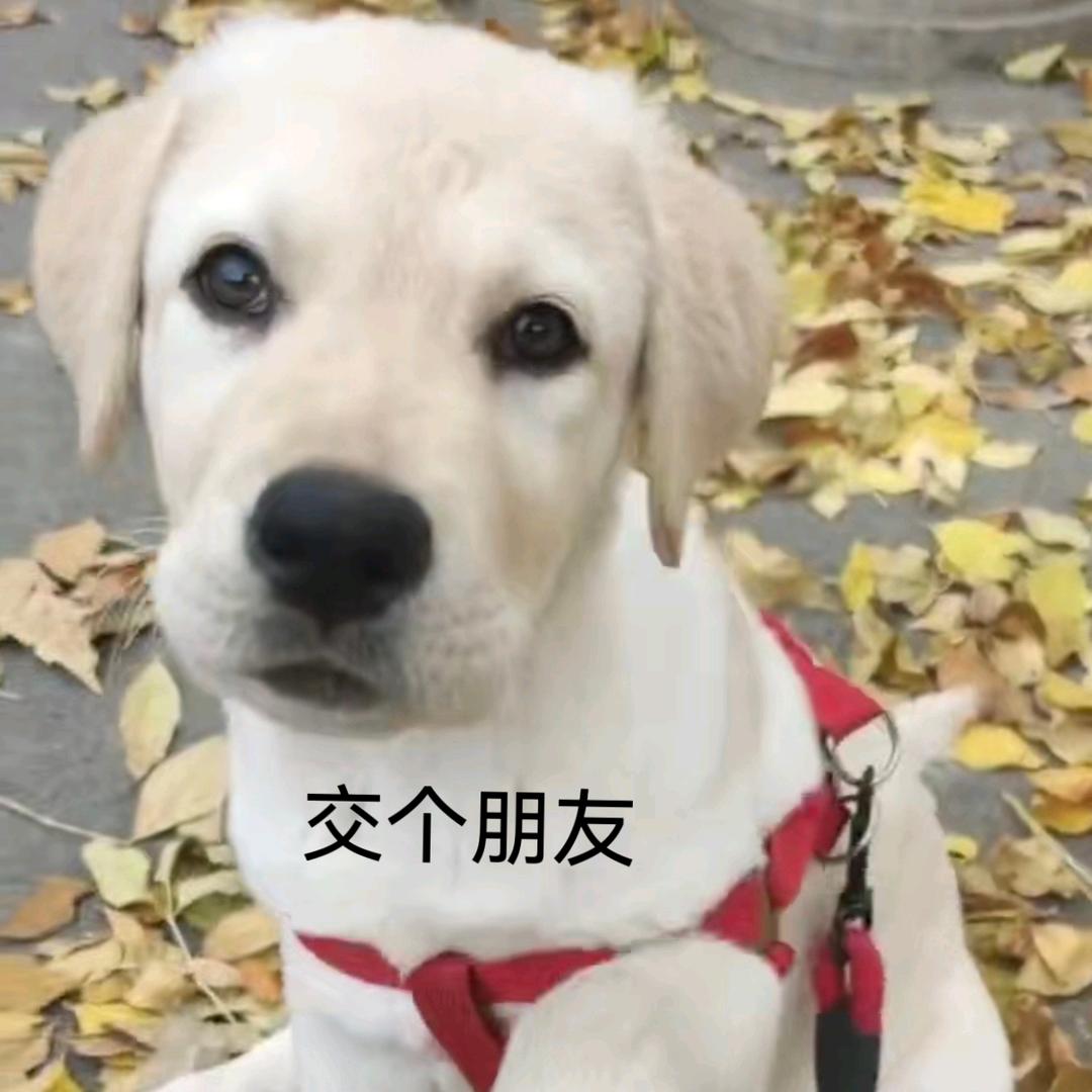 画画的小猫