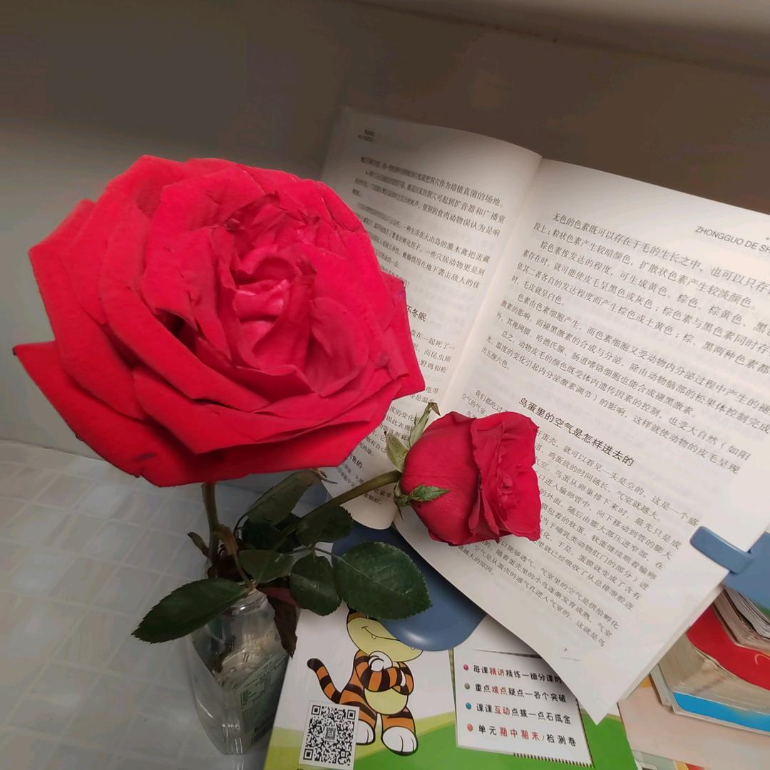 🌟糖果