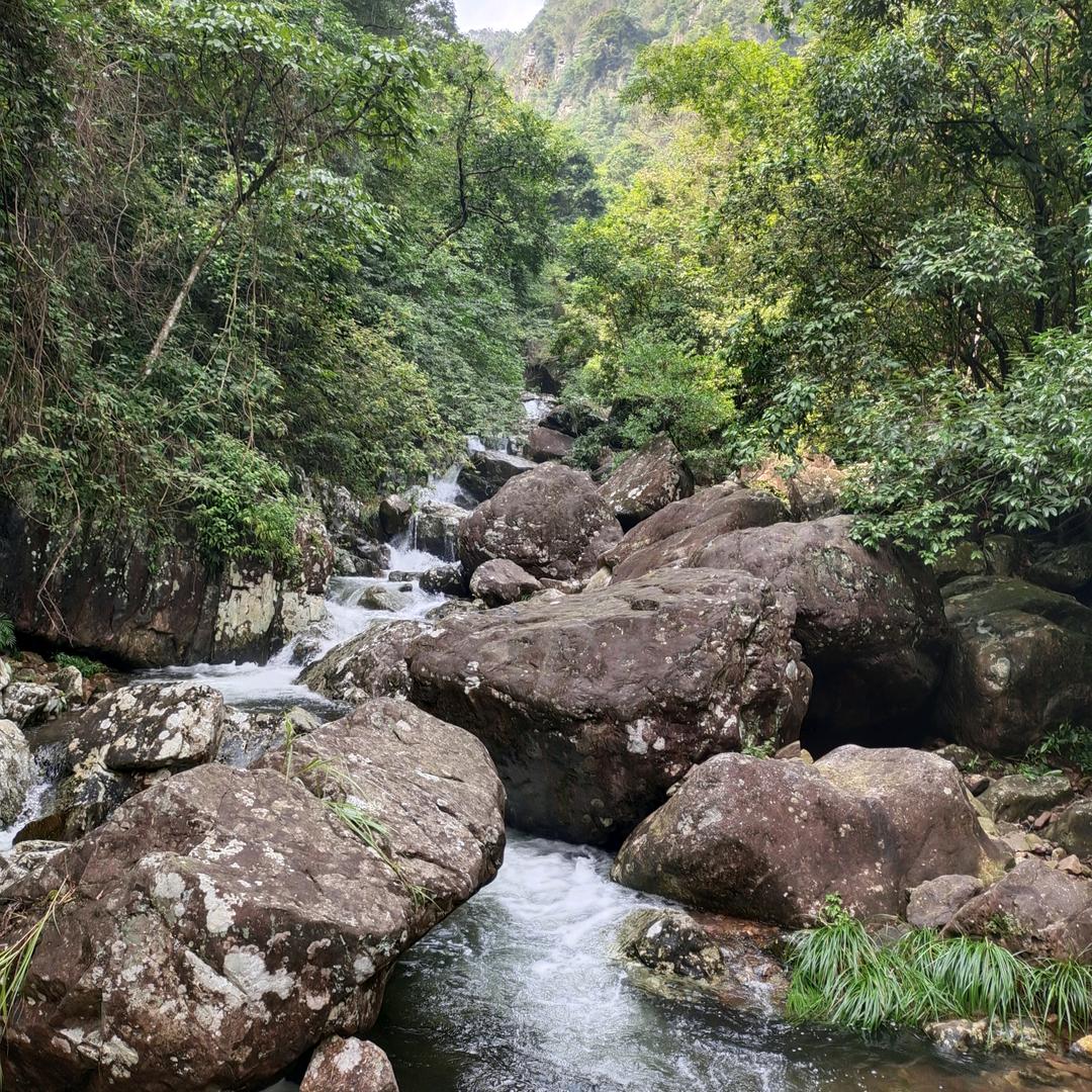 振林