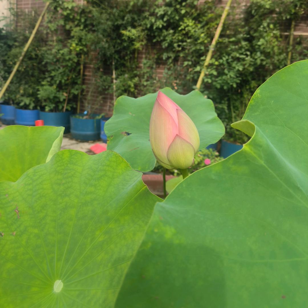 禹州植物园水上乐园8888001