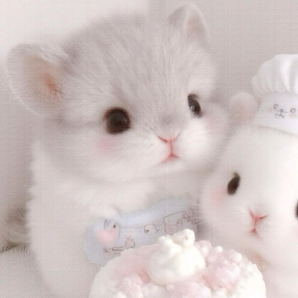 我女朋友是小猪