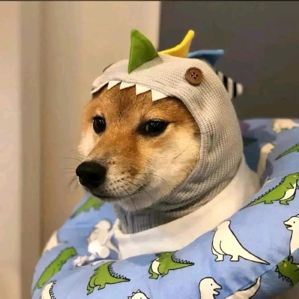 不懂就问*