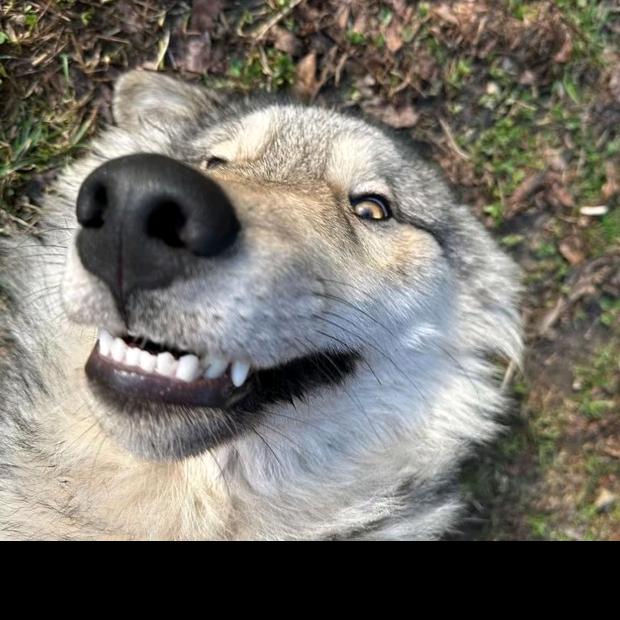 1只大灰狼🐺