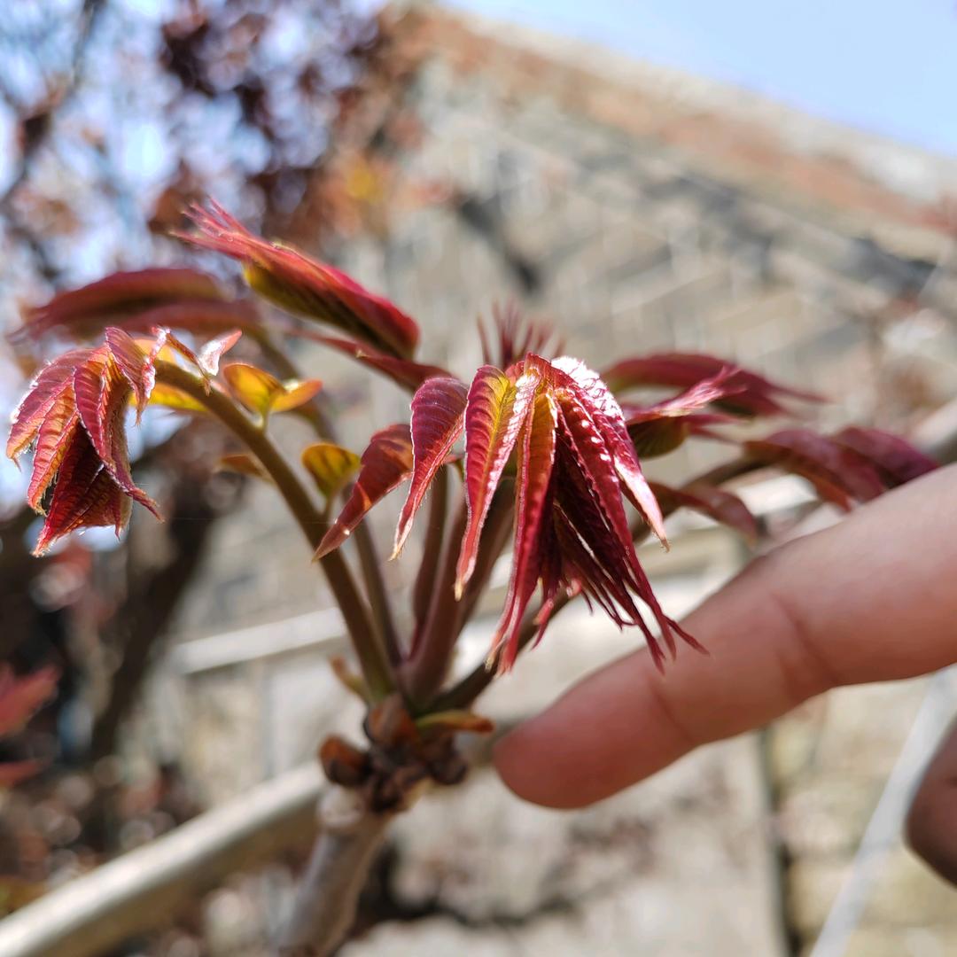 豆豆吧吧吃烧烤