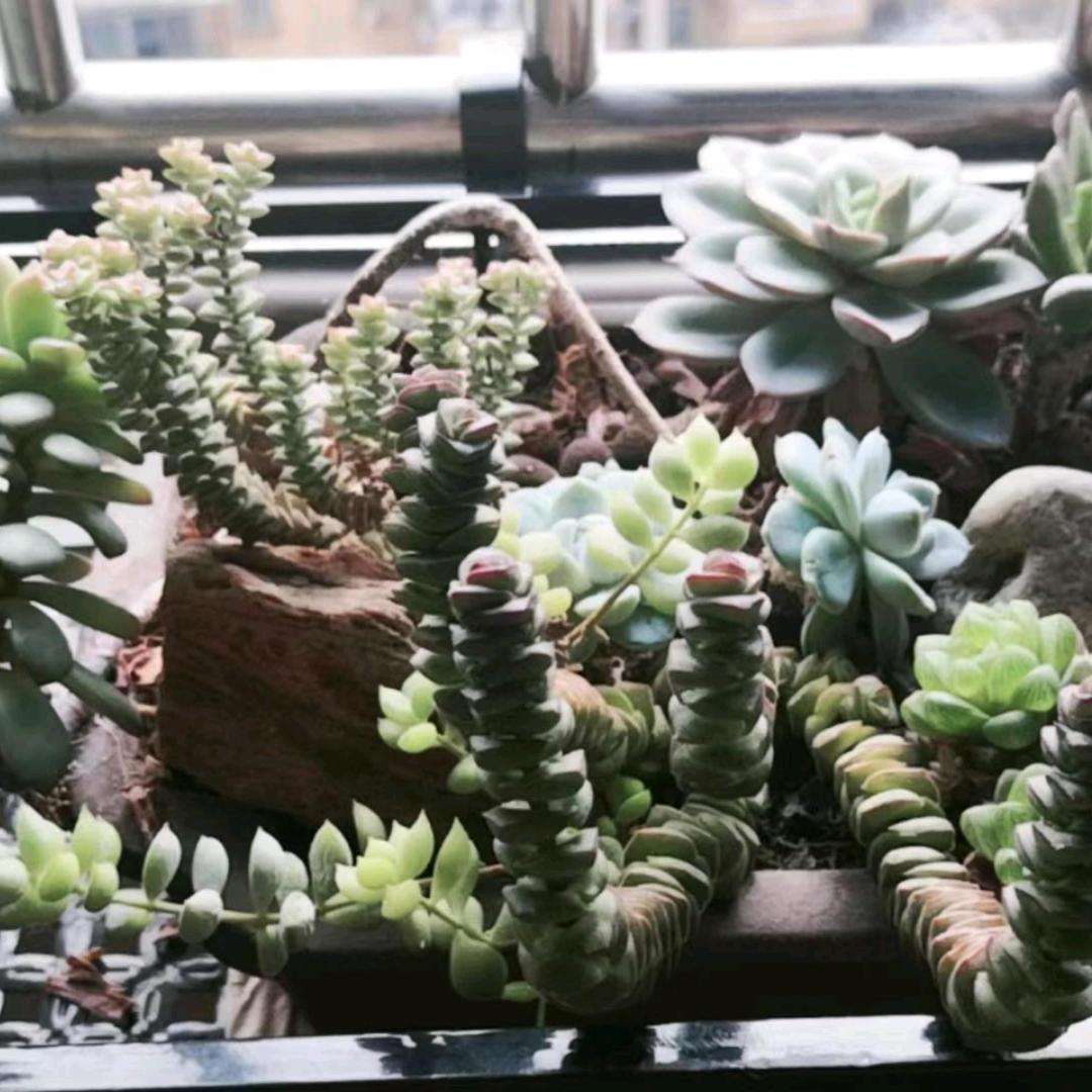 晋开心（小号）大号晚上5点50开播