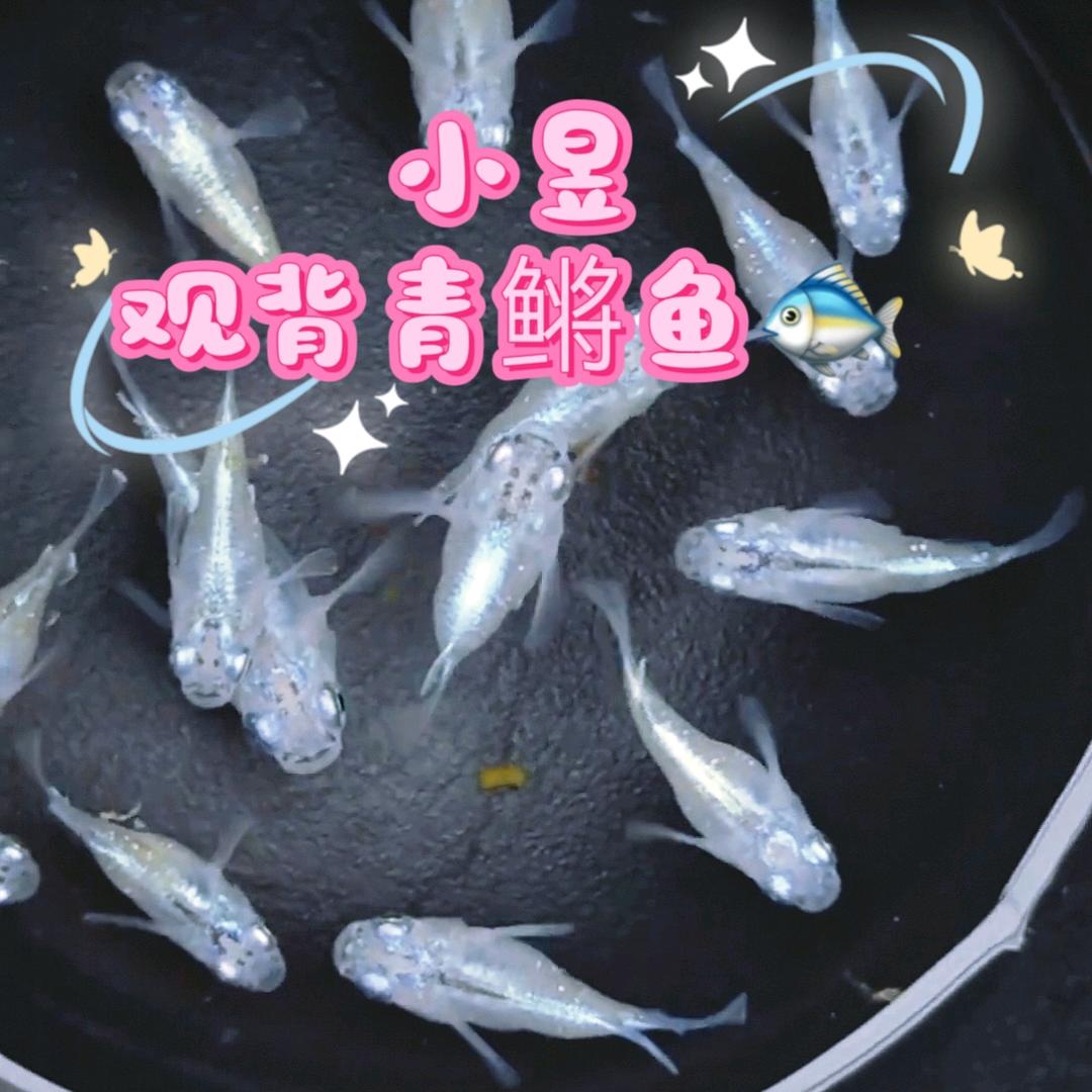 小昱观背青鳉