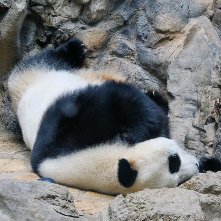 阿拉伯婆婆娜