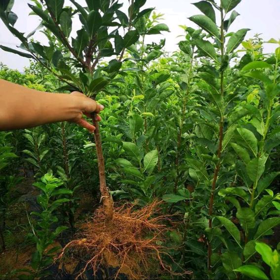 耕薇果树苗木企业店