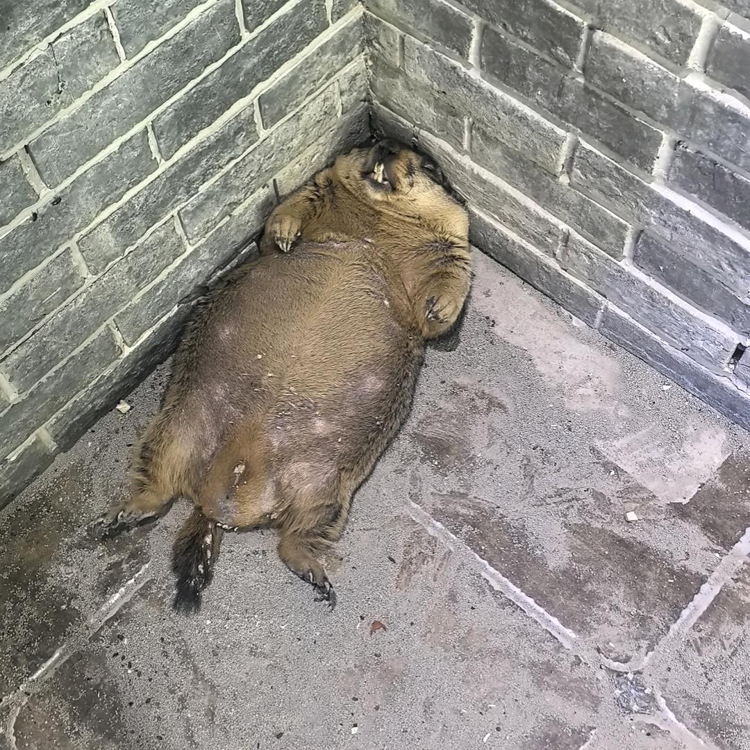 鱼鳞