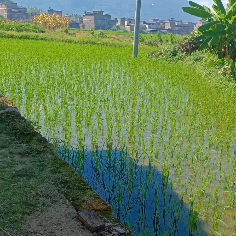 风景这边独好