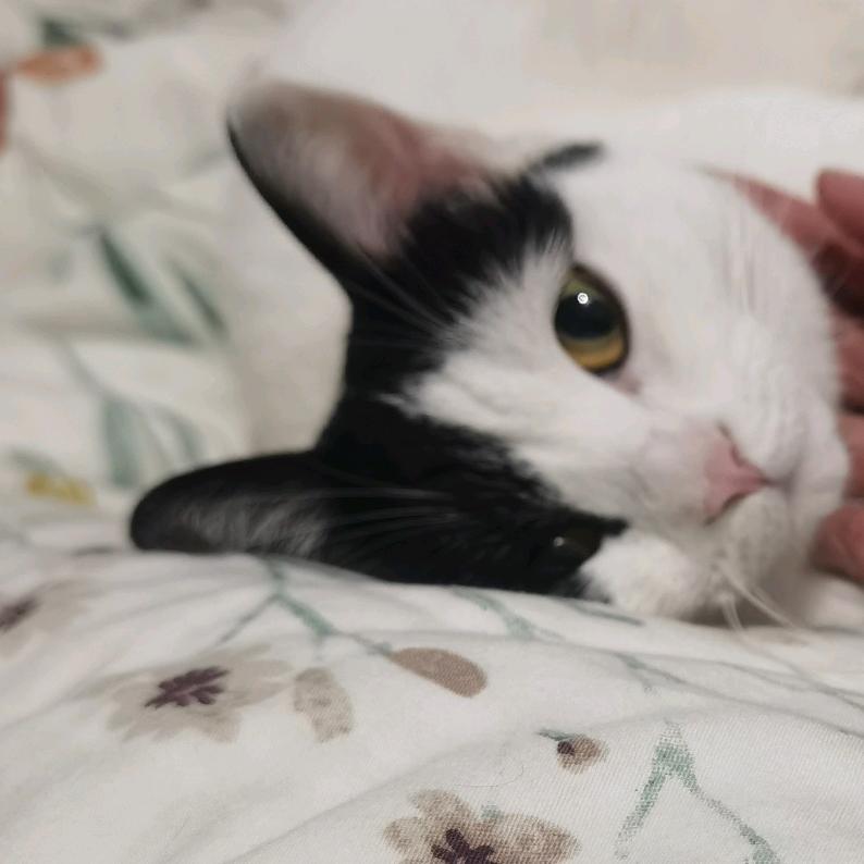 ✨猫爪🐱✨