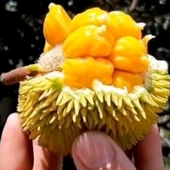 杨大侠《榴莲》