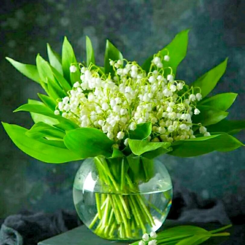 ((🌺岁月静好🌺))