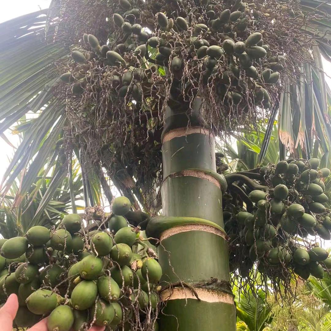 乐东矮节槟榔苗基地