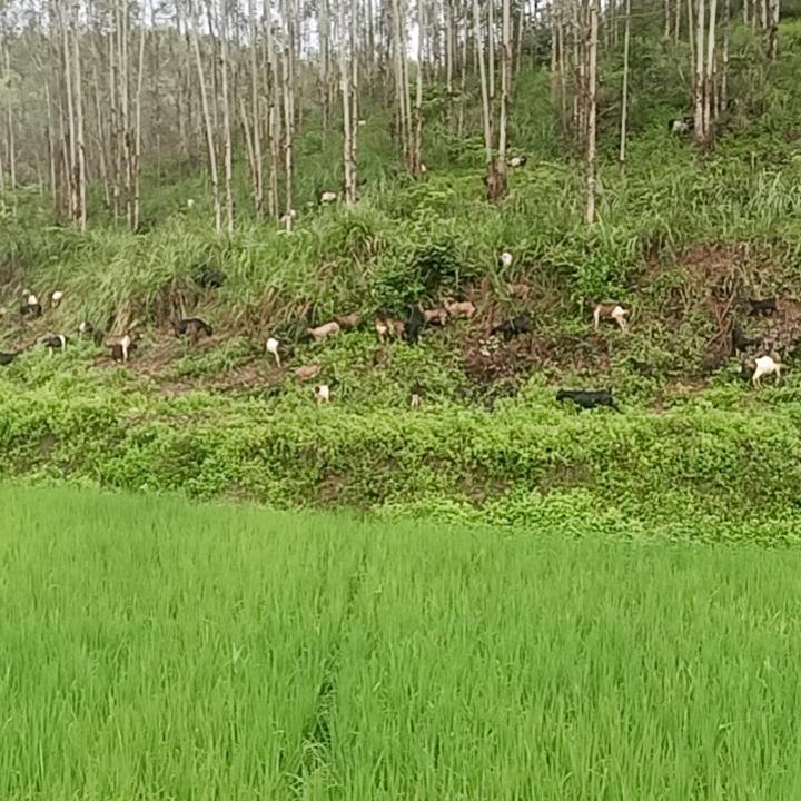 大山里得娃