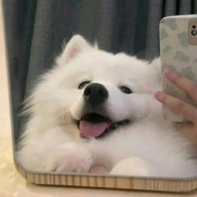 是小元宝呀