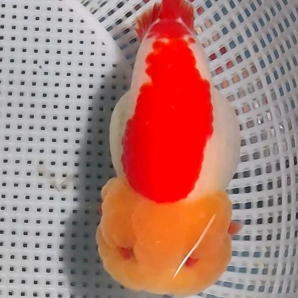 疯狂小鱼哥金鱼铺