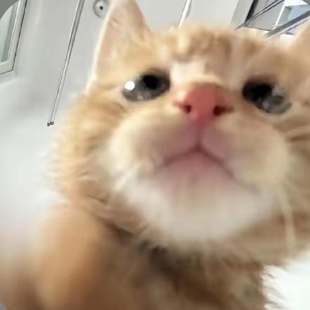 呆呆家的小V🥵🌈