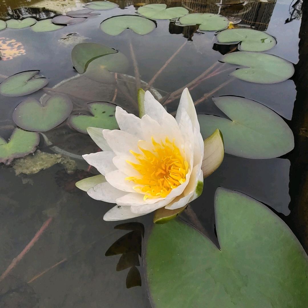 桂兰