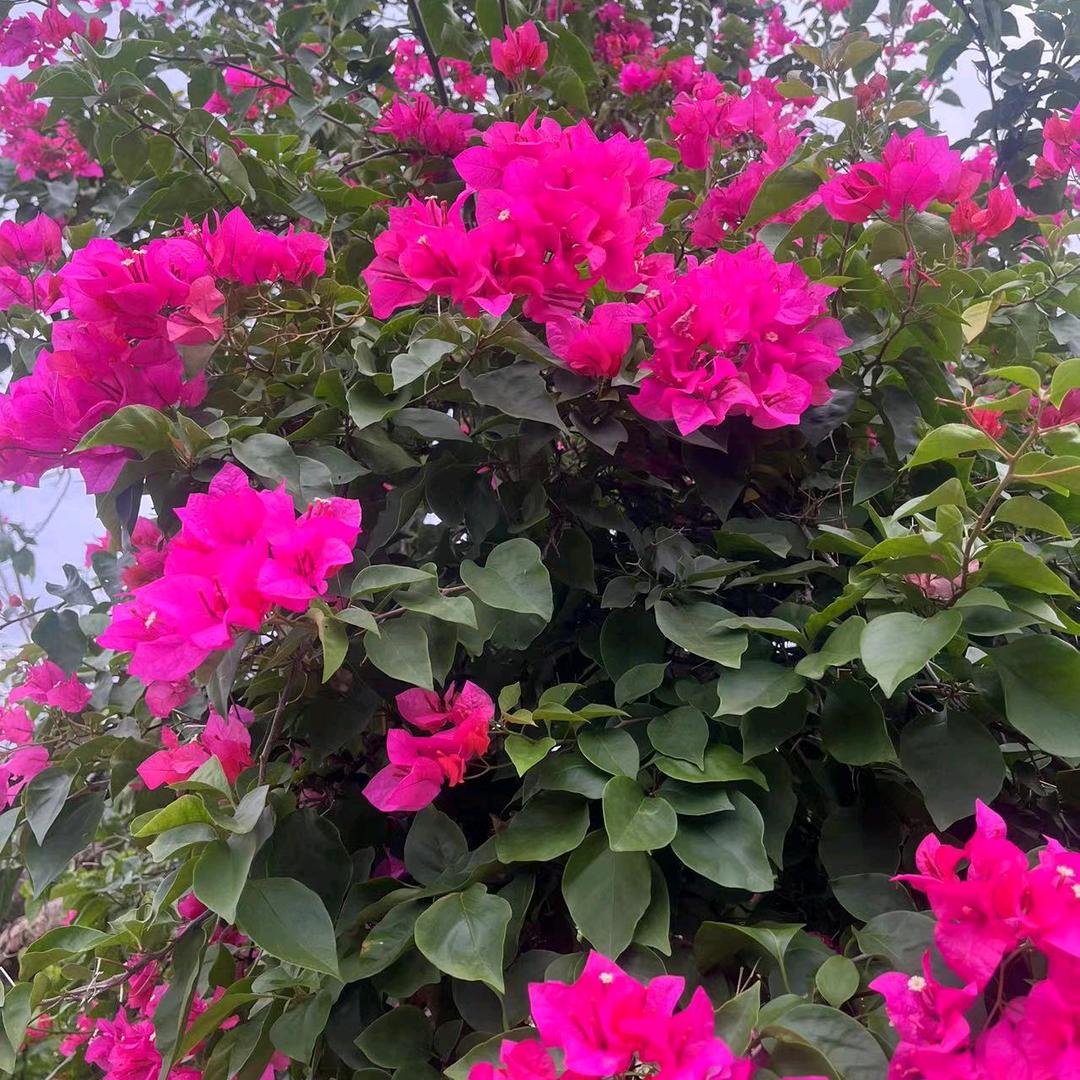 毛毛