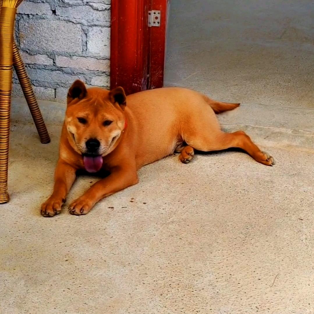 来财犬舍