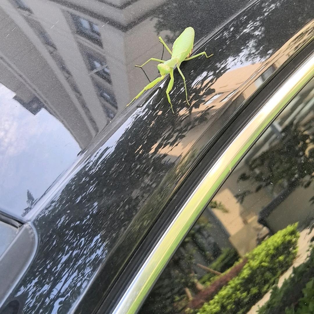 🔥无名的人《阿妹是我姐》