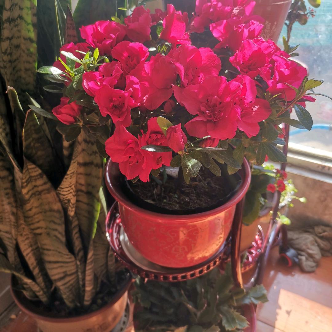 ღ᭄℘平安❤️喜乐დ᭄