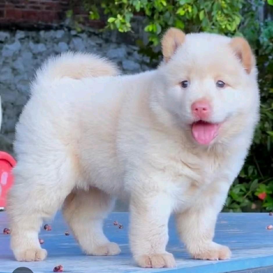 石龙冲我家有靓狗儿买