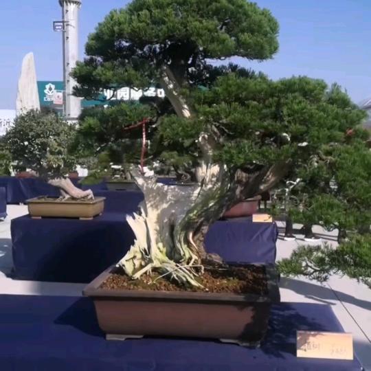 8⃣0⃣🕉️2⃣3⃣