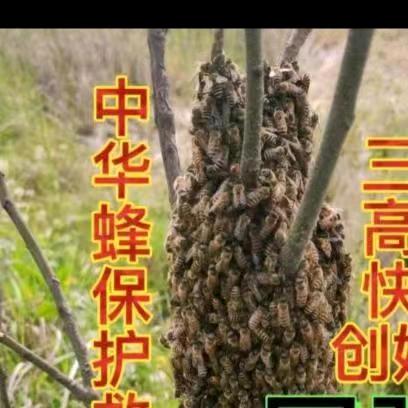 蜂之友周强益寿谷蜂业创意优选
