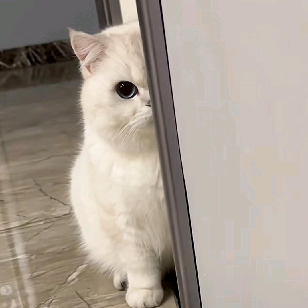 鑫哥儿