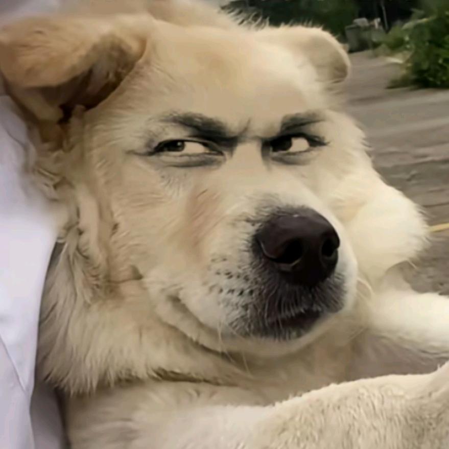 摄影狗阿哈