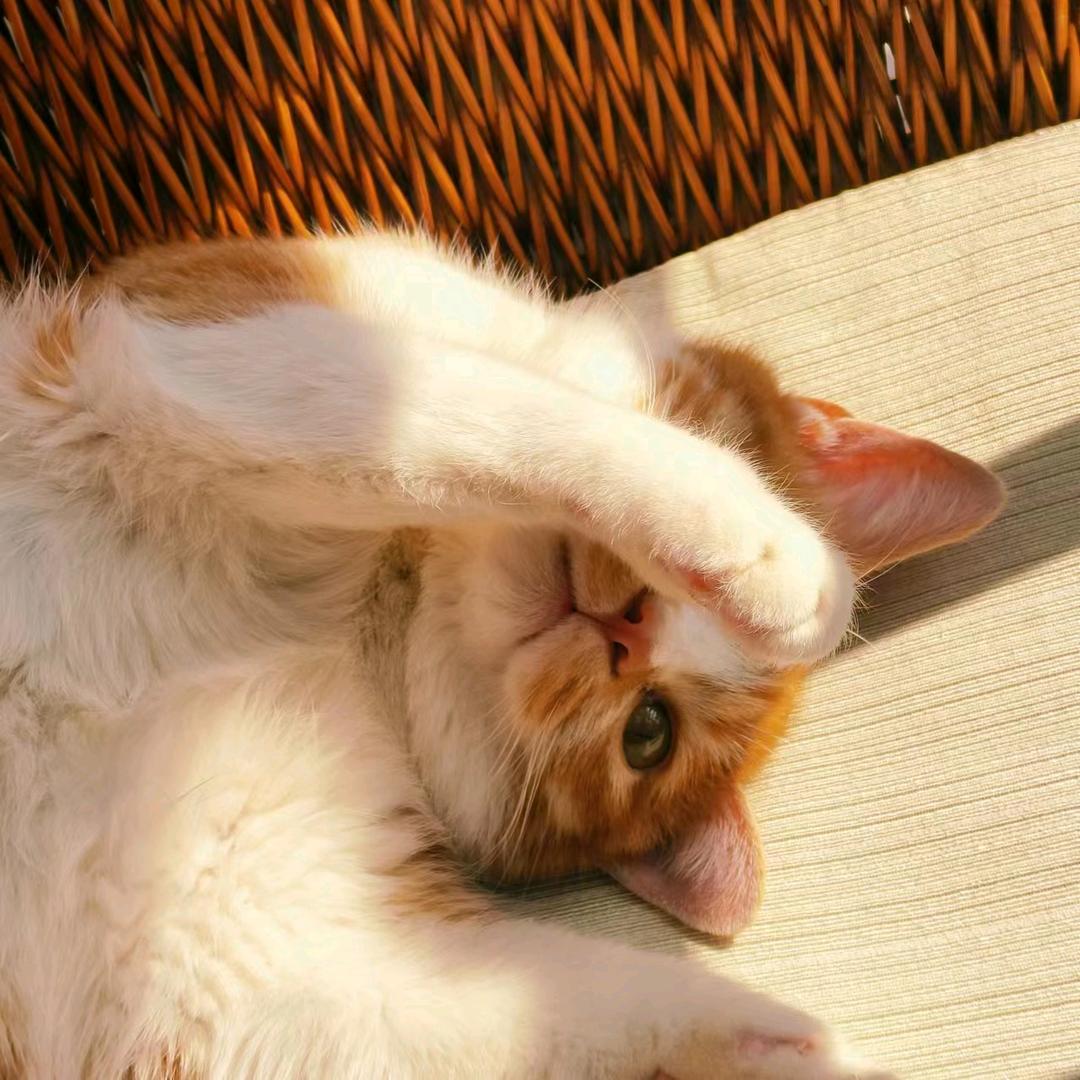 小猫咪咪咪咪咪咪🐱